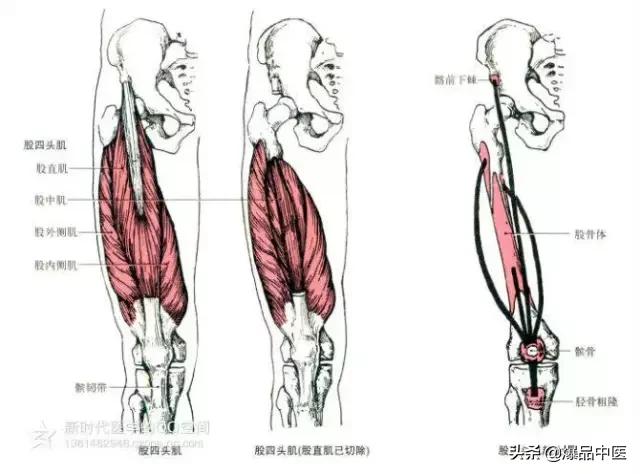 最全人体肌肉解剖套图