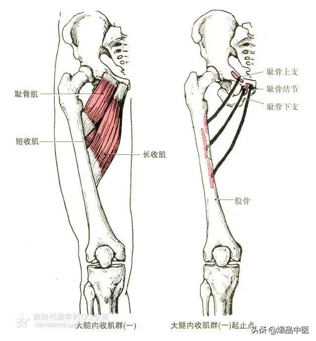 起点:坐骨结节,坐骨支和耻骨下支.