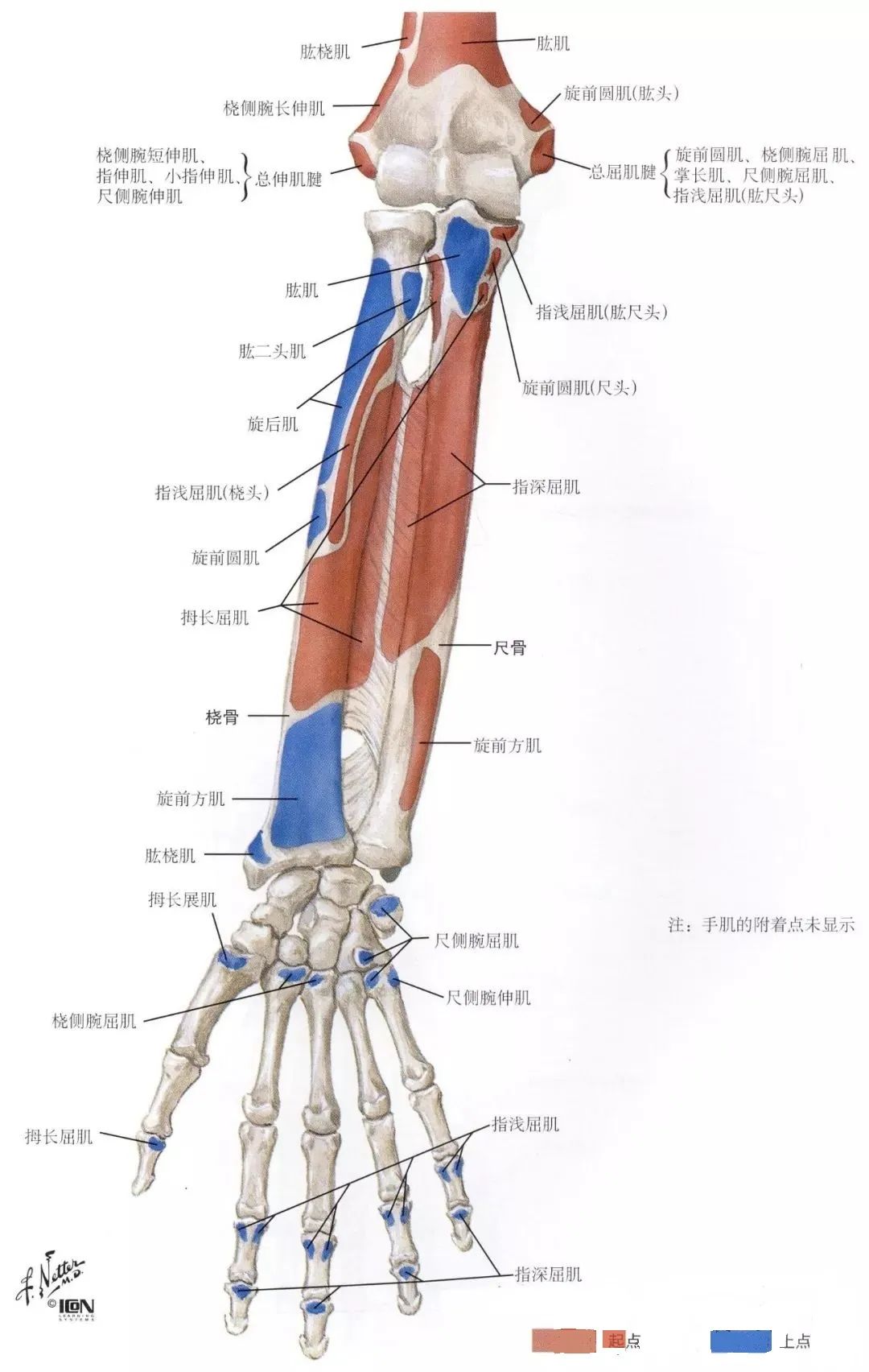 图2-5 胸前壁 后面观-临床解剖学-医学