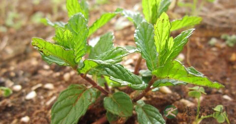 夏谷草的副作用