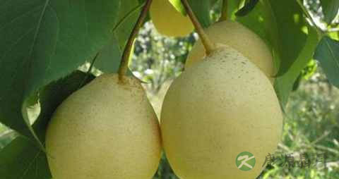 吃什么牙齿长得快