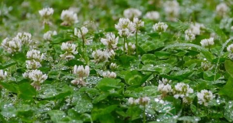 刺五加茶说明书