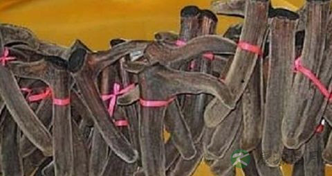 风湿吃什么中药好