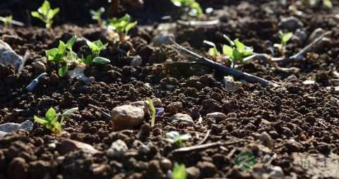 奇异子会致癌吗