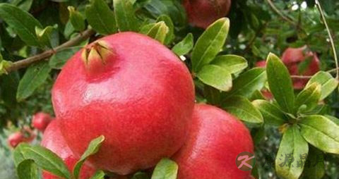 孕妇可以吃石榴吗