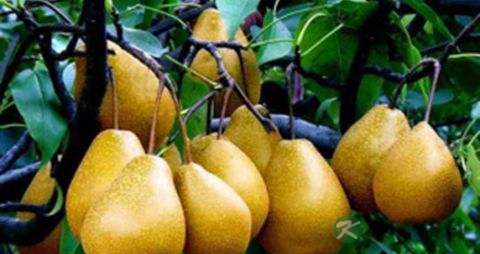 吃什么清咽利喉