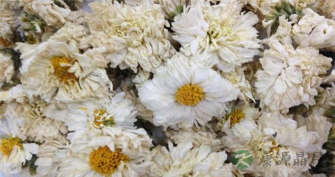 贡菊的作用与功效