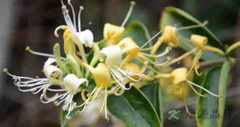 喝什么治疗咽炎