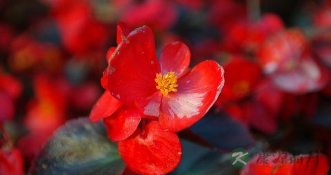 木瓜海棠的功效