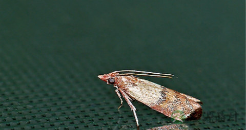 米生蛾子了还能吃吗