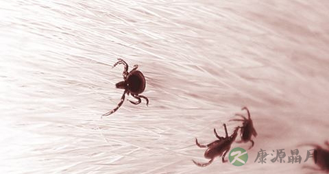 家里有跳蚤怎么办