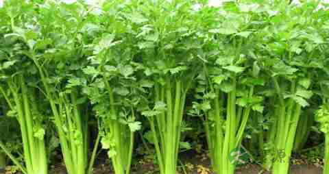 吃什么菜降血压