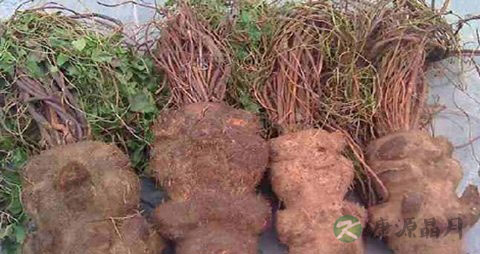 中年人掉头发怎么办