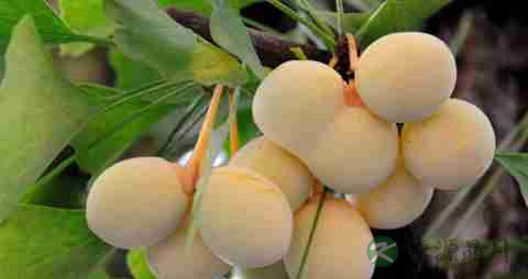 记忆力差吃什么