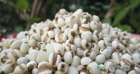 用什么泡水喝壮阳