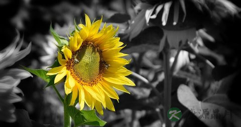 葵花籽油的作用