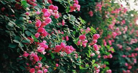 用什么洗头发防脱发