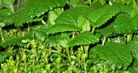 夏谷草的副作用