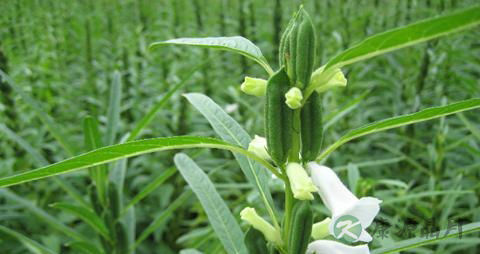 治疗脱发小窍门