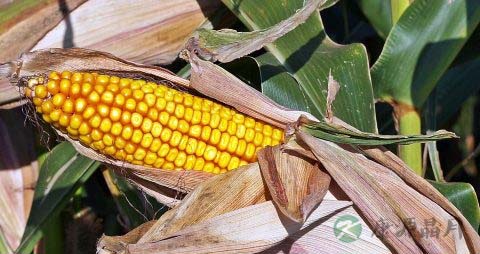 血压高吃什么好