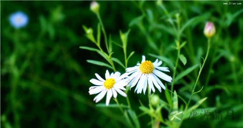 什么东西能明目