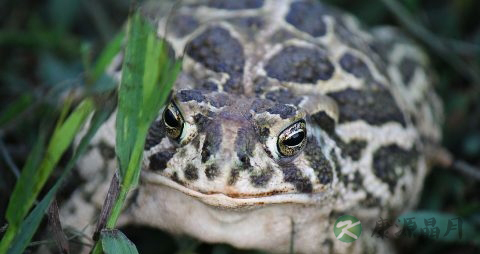 癞蛤蟆有毒吗