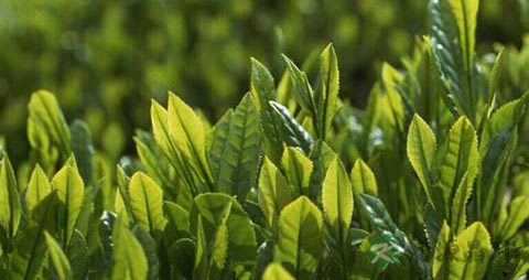 牙齿不好吃什么食物