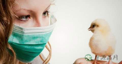 禽流感期间还能吃鸡肉吗