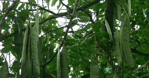 油性发质脱发怎么办