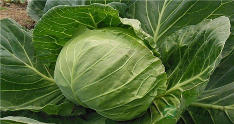 疳积脾虚怎么办