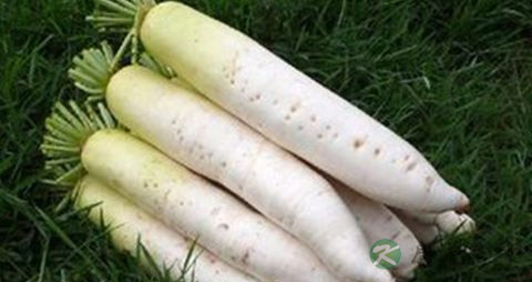 什么水果化痰止咳