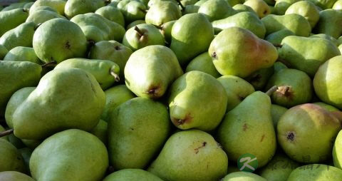 哺乳期热气上火吃什么水果好