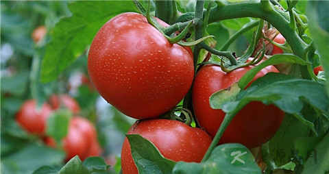 番茄的作用