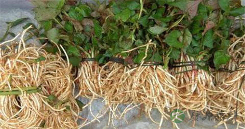 鱼腥草的作用与功效