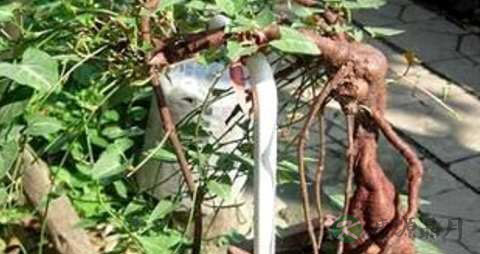 治脂溢性脱发的方法