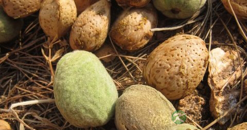 蛇皮癣怎样治疗