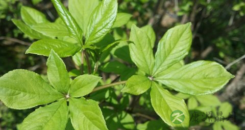 刺五加茶说明书