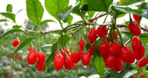 吃枸杞对眼睛好吗