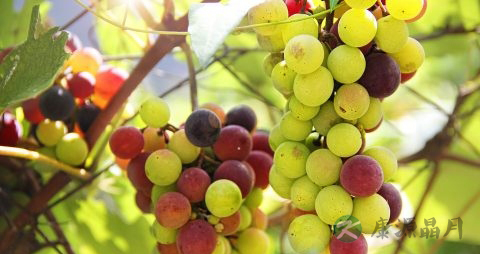 孕妇吃葡萄好吗