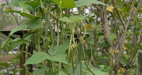 老年人骨折吃什么补品