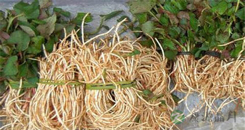 鱼腥草的作用与功效