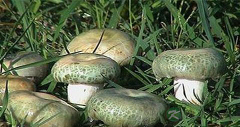 什么可以清热解毒