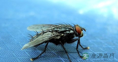 苍蝇卵有毒吗