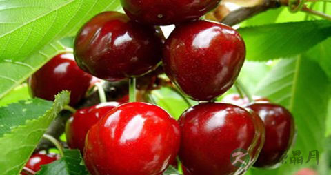 月经来了吃什么水果好