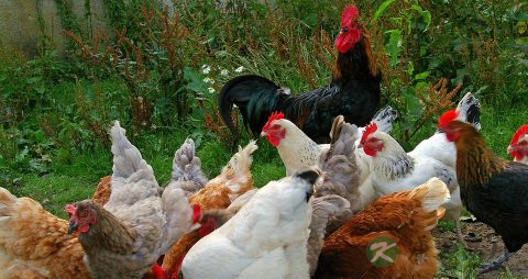 产后吃什么补品