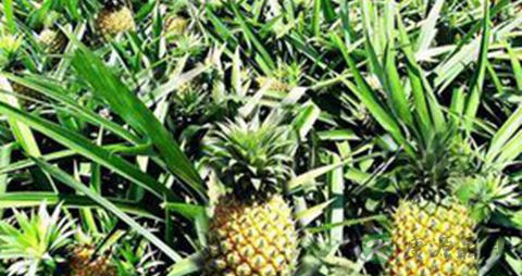 下肢深静脉血栓吃什么