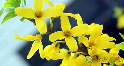 清热解毒的药有哪些