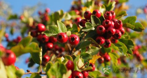 脑动脉硬化的食疗