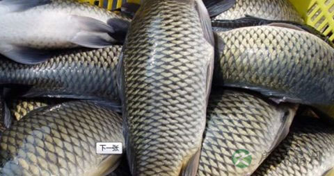 脂溢性脱发吃什么