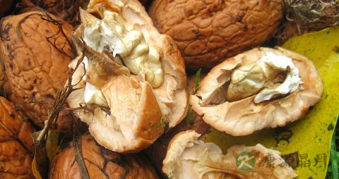 红枣夹核桃怎样吃好